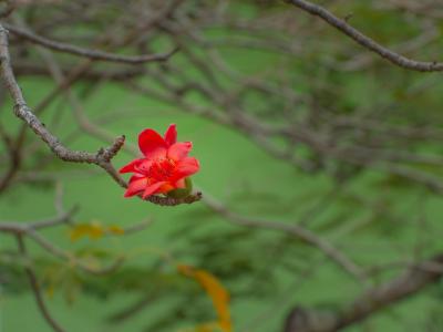 春日校園：師生共長，繁花正好 