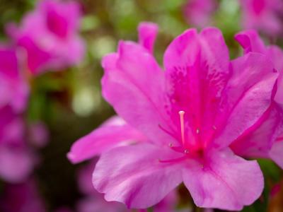 春日校園：師生共長，繁花正好 