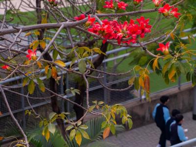 春日校園：師生共長，繁花正好 