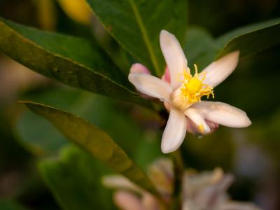 春日校園：師生共長，繁花正好 