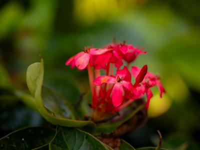 春日校園：師生共長，繁花正好 