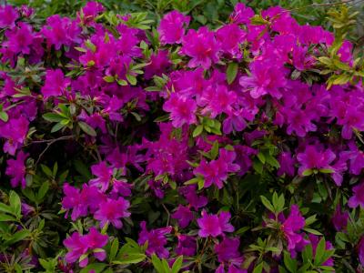 春日校園：師生共長，繁花正好 