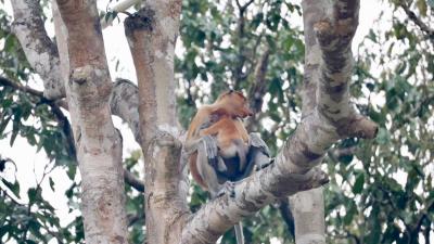 <<🌟 Live from Borneo!🌿>>